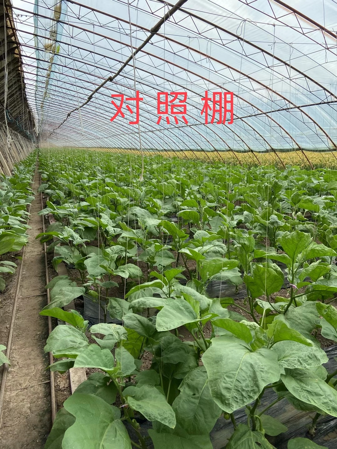 <a href=http://www.a1w4i.cn target=_blank class=infotextkey>上海立杉</a>水溶肥在北方暖棚茄子上的效果反饋3