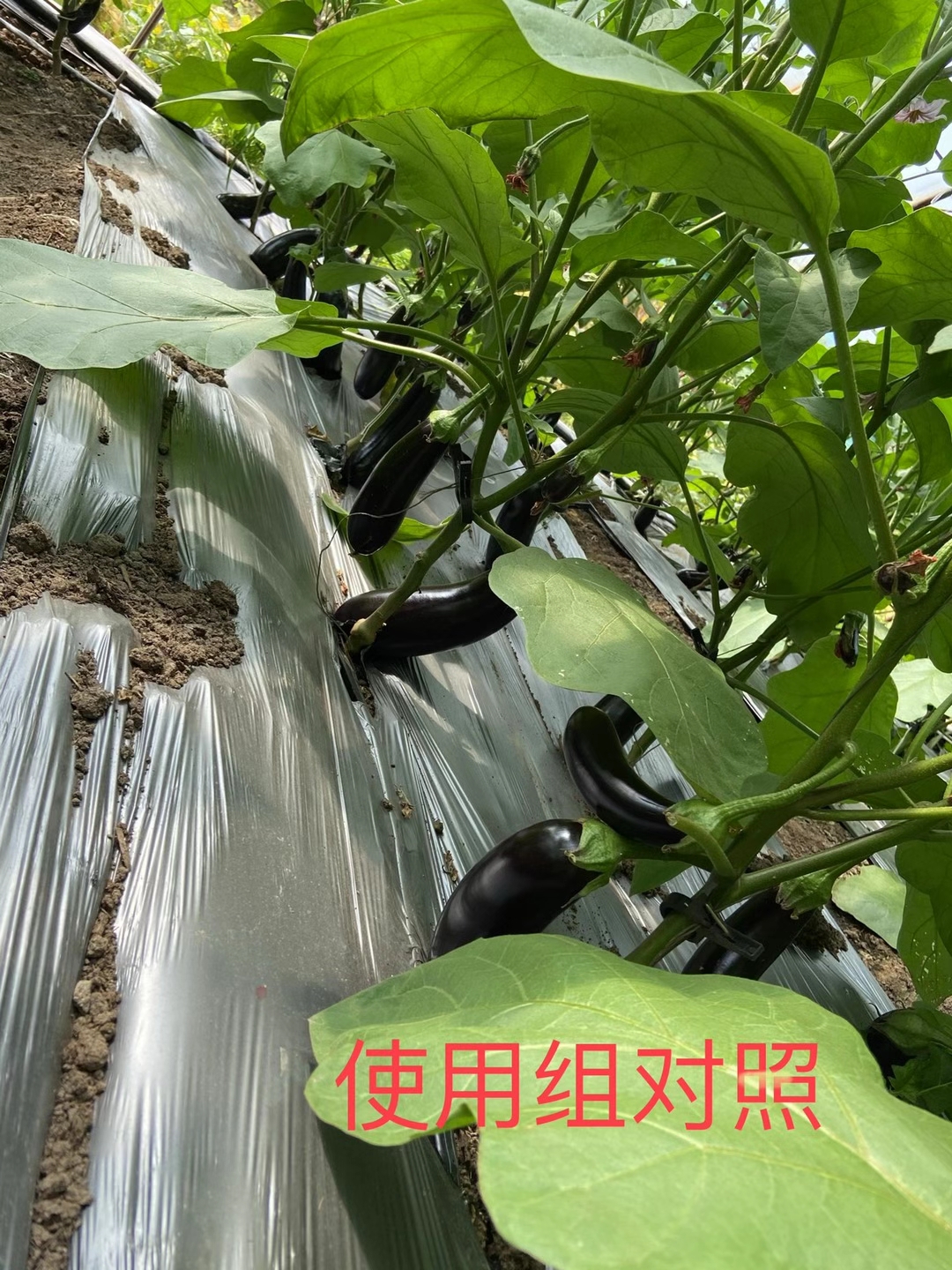 <a href=http://www.a1w4i.cn target=_blank class=infotextkey>上海立杉</a>水溶肥在北方暖棚茄子上的效果反饋5